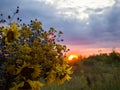 Close-up of the heads of sunflowers, sea hollies - Eryngium and tansy against the background of the sunset sky. Royalty Free Stock Photo