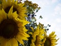 Close-up of the heads of sunflowers, sea hollies - Eryngium and tansy against the sky. Royalty Free Stock Photo