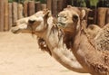 A Close Up of the Heads of Two Dromedary Camels