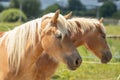 Close-up of the heads of two mares. Two light brown mares. Royalty Free Stock Photo
