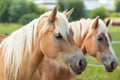 Close-up of the heads of two mares. Two light brown mares. Royalty Free Stock Photo