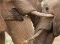 Close up on heads of two young elephants greeting each other in Samburu Reserve Kenya Royalty Free Stock Photo