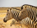 Close-up of the heads of two zebras