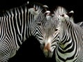 Close up of the heads of two zebras on a black background