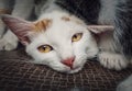 Close up headshot abandoned kitten of white color looking to camera with marvelous and thoughtful yellow eyes. Portrait of Royalty Free Stock Photo