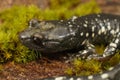 Close up of a headshot of an adult Aneides flavipunctatus, Black Salamander Royalty Free Stock Photo