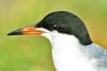 A Close-up headshot of common tern