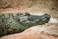 Close-up headshot of a crocodile on the sandy shore of a riverbank