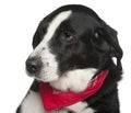 Close-up headshot of Crossbreed dog, 9 years old Royalty Free Stock Photo