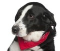 Close-up headshot of Crossbreed dog, 9 years old