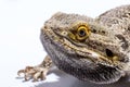 Exotic male bearded dragon headshot