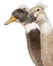 Close-up headshot of Male and Female Crested Ducks