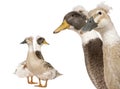 Close-up headshot of Male and Female Crested Ducks Royalty Free Stock Photo