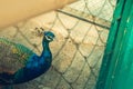 headshot of a male peacock shot through a mesh cage Royalty Free Stock Photo