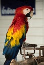 close up headshot portrait of colorful red, blue and yellow macaw parrot.