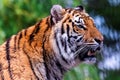 A close up headshot portrait of the head of a Siberian tiger standing up. The big cat is a dangerous predator, has orange and Royalty Free Stock Photo
