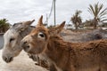 Cute mule or donkey in Fuerteventura, Spain