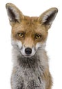 Close-up headshot of Red Fox, 1 year old