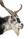 Close-up headshot of Rove goat Royalty Free Stock Photo