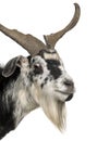 Close-up headshot of Rove goat, 5 years old Royalty Free Stock Photo
