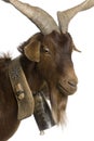 Close-up headshot of Rove goat, 6 years old