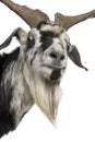 Close-up headshot of Rove goat, 5 years old