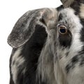 Close-up headshot of Rove goat, 5 years old Royalty Free Stock Photo