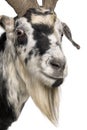Close-up headshot of Rove goat, 5 years old Royalty Free Stock Photo