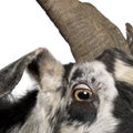 Close-up headshot of Rove goat, 5 years old