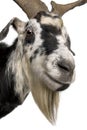 Close-up headshot of Rove goat, 5 years old