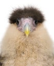 Close-up headshot of Southern Caracaras, 20 days old Royalty Free Stock Photo
