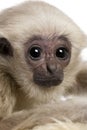 Close-up headshot of young Pileated Gibbon, 4 months old