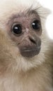 Close-up headshot of young Pileated Gibbon, 4 months old