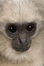 Close-up headshot of young Pileated Gibbon, 4 months old