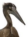 Close-up headshot of young pink-backed pelican