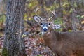 Close-up of a healthy antlered White-tailed buck Odocoileus virginianus with one droopy ear during autumn. Royalty Free Stock Photo