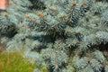 A close-up of a healthy Colorado blue spruce, evergreen coniferous tree with densely growing branches with blue-green needles Royalty Free Stock Photo