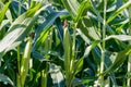 Close up of a healthy corn growing in a field during summer. Royalty Free Stock Photo