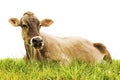 Close up of healthy cow sitting in green lawn - dairy products, farming industry