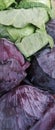 Vegetarian Diet / Green and Purple Cabbage