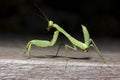 Close up the healthy green praying mantis on brown wooden plate