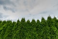 Close up of a healthy green thuja hedge under an expressive blue and cloudy sky Royalty Free Stock Photo