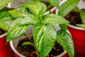 Close up of a healthy Pepper Capsicum annuum seedling growing indoors during early spring.