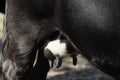 Close up of Angus crossbred udder Royalty Free Stock Photo