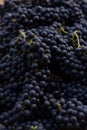 Close-up of a heap of blue grapes, texture, natural fruit composition Royalty Free Stock Photo