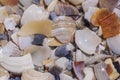 close up of heap of colorful broken seashells on seacoast
