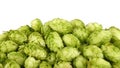 Close up heap of fresh green hops isolated Royalty Free Stock Photo