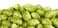 Close up heap of fresh green hops isolated Royalty Free Stock Photo