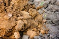 Close-up of the heap of manure for fertilizing the field Royalty Free Stock Photo