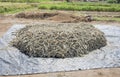 Heap of Pearl Millet Crop